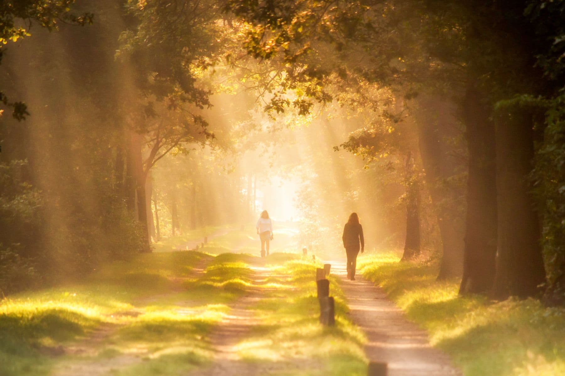 A golden sunlit path through the forest